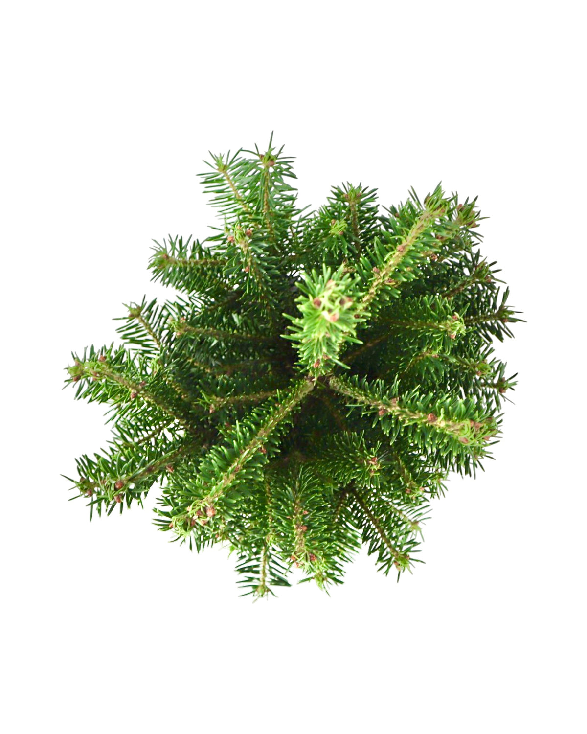 Abies nordmanniana 'Hupp's Perfect Pillar' - Shrubs