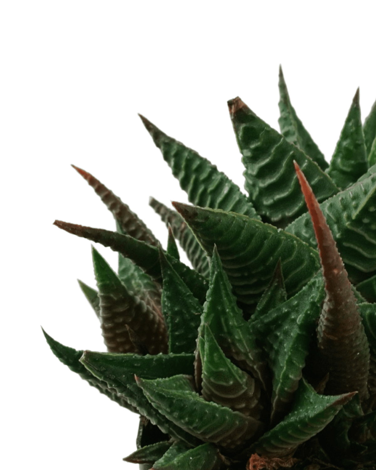 Haworthiopsis limifolia - House Plants