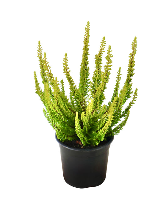 Calluna vulgaris 'Barcelona' - Shrubs