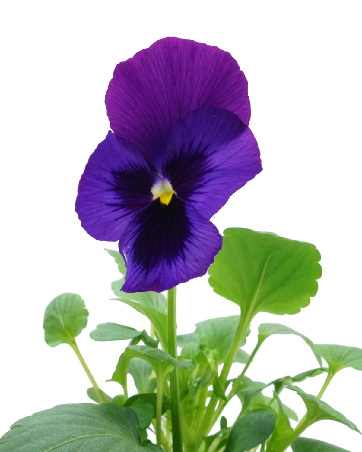 Pansy - Seasonal Plant