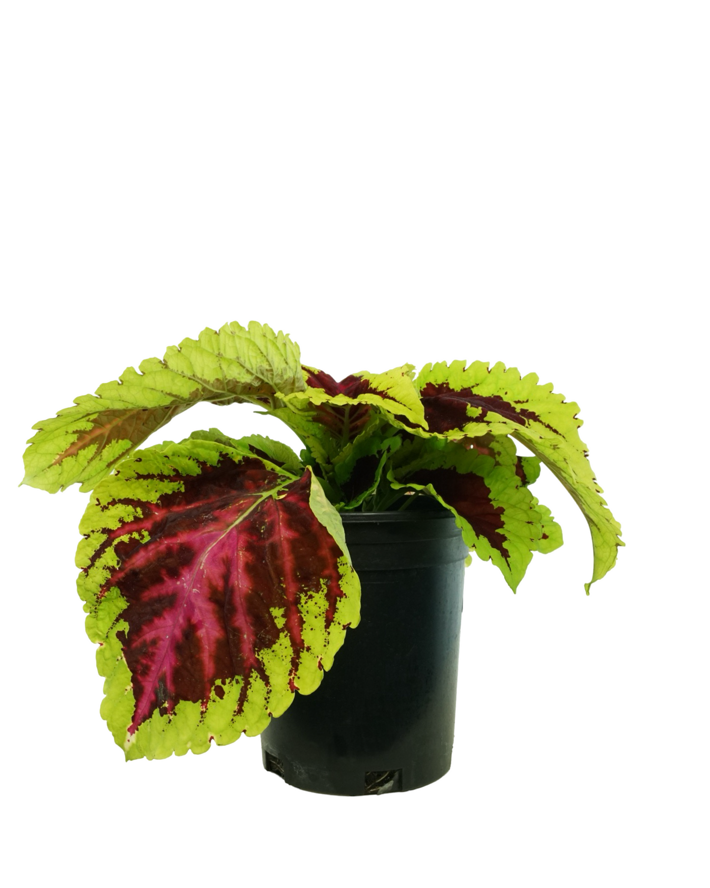 Coleus 'Kong Rose'