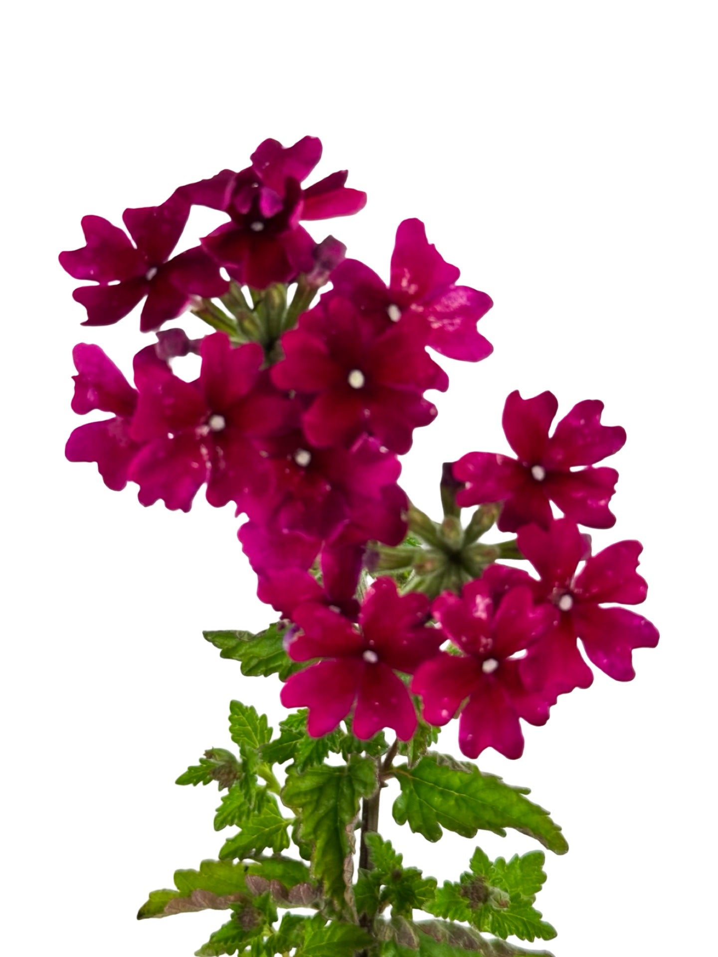 Verbena 'Lanai Magenta' - Annuals