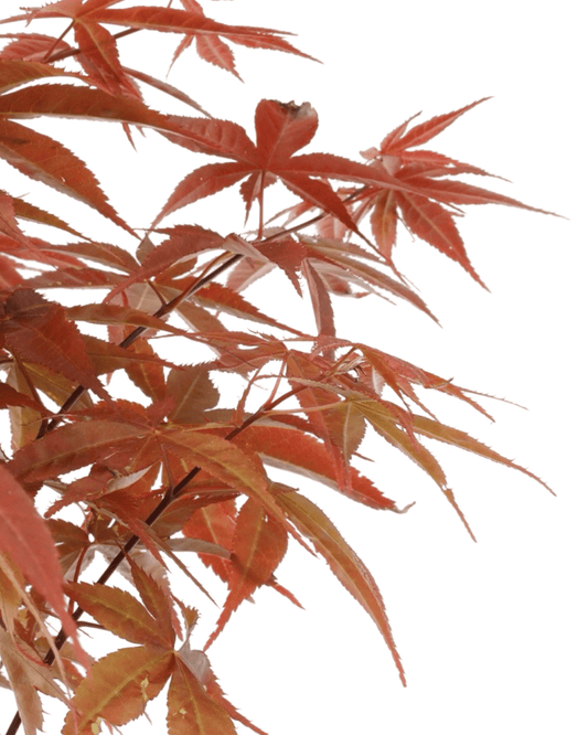 Acer palmatum 'Rhode Island Red' - The Garden Corner