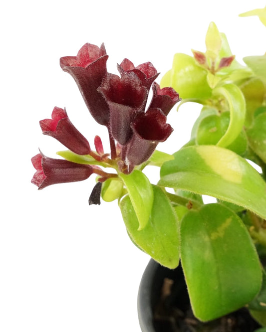 Aeschynanthus radicans 'Rasta' - The Garden Corner