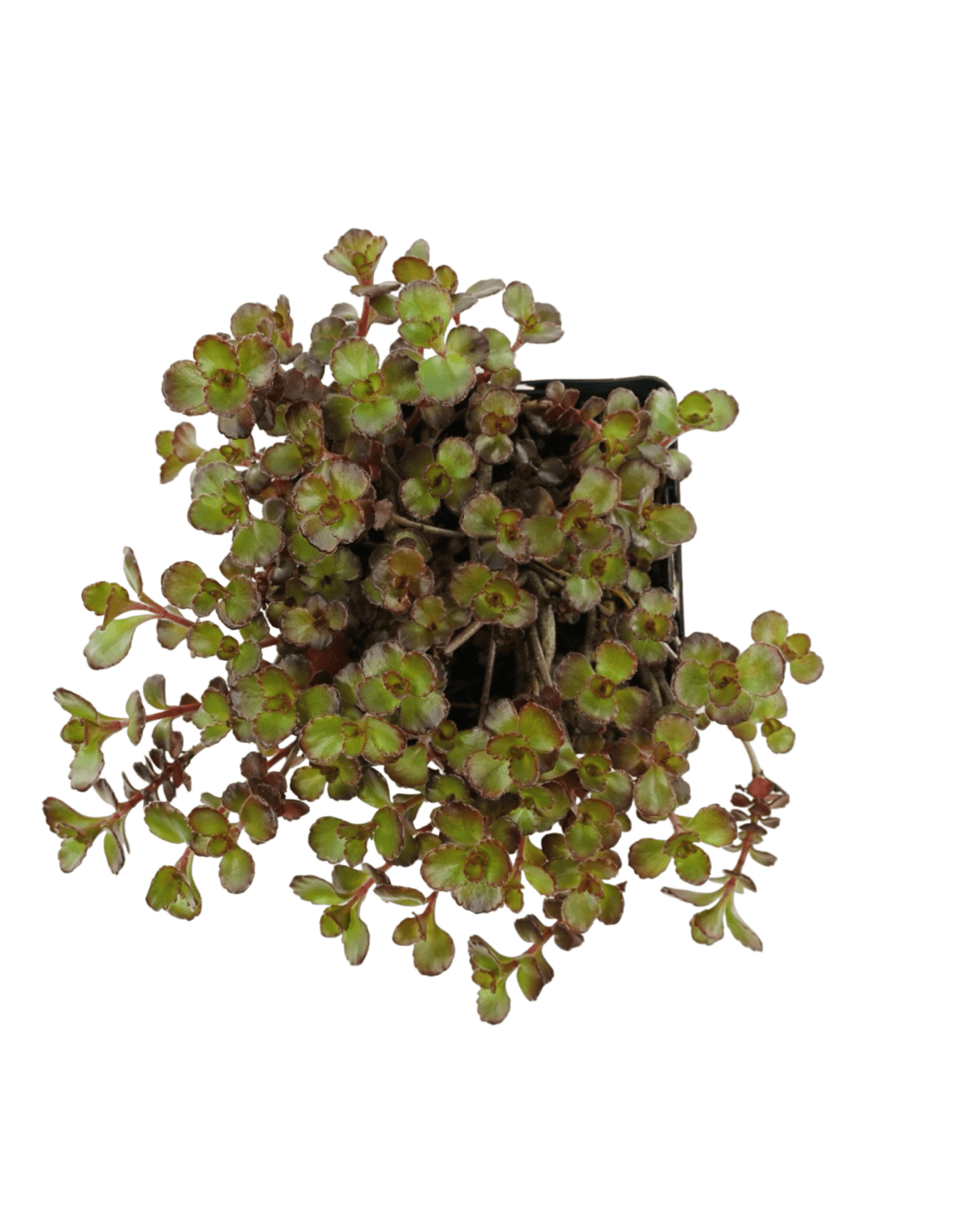 Sedum spurium 'Dragon's Blood' - The Garden Corner