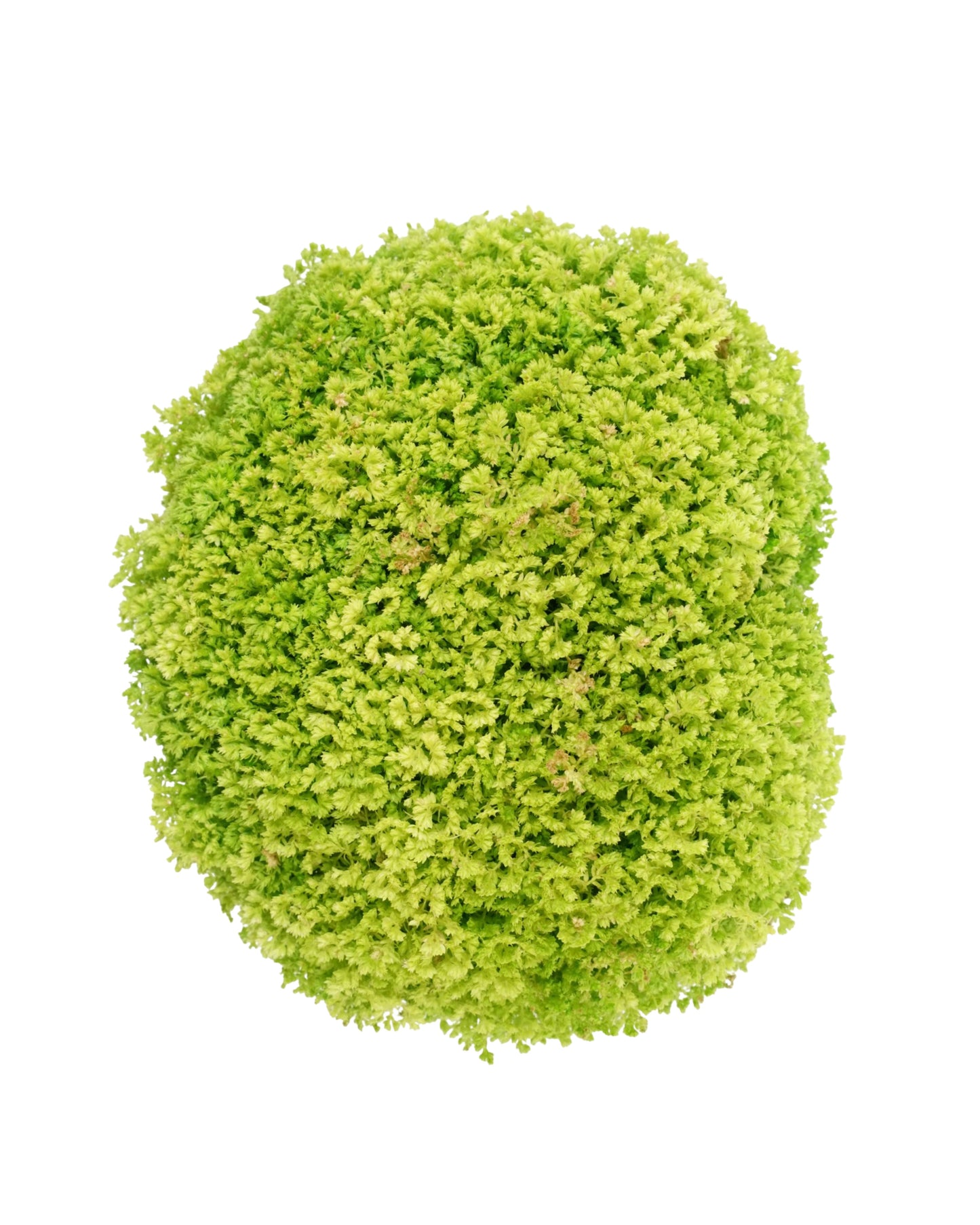 Selaginella kraussiana 'Brownii'