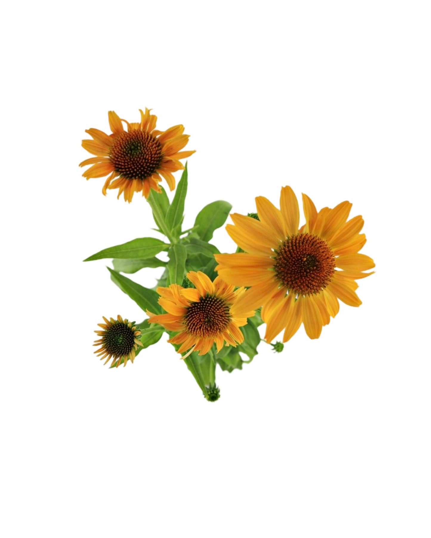 Echinacea SunMagic® Vintage Mango - Perennials