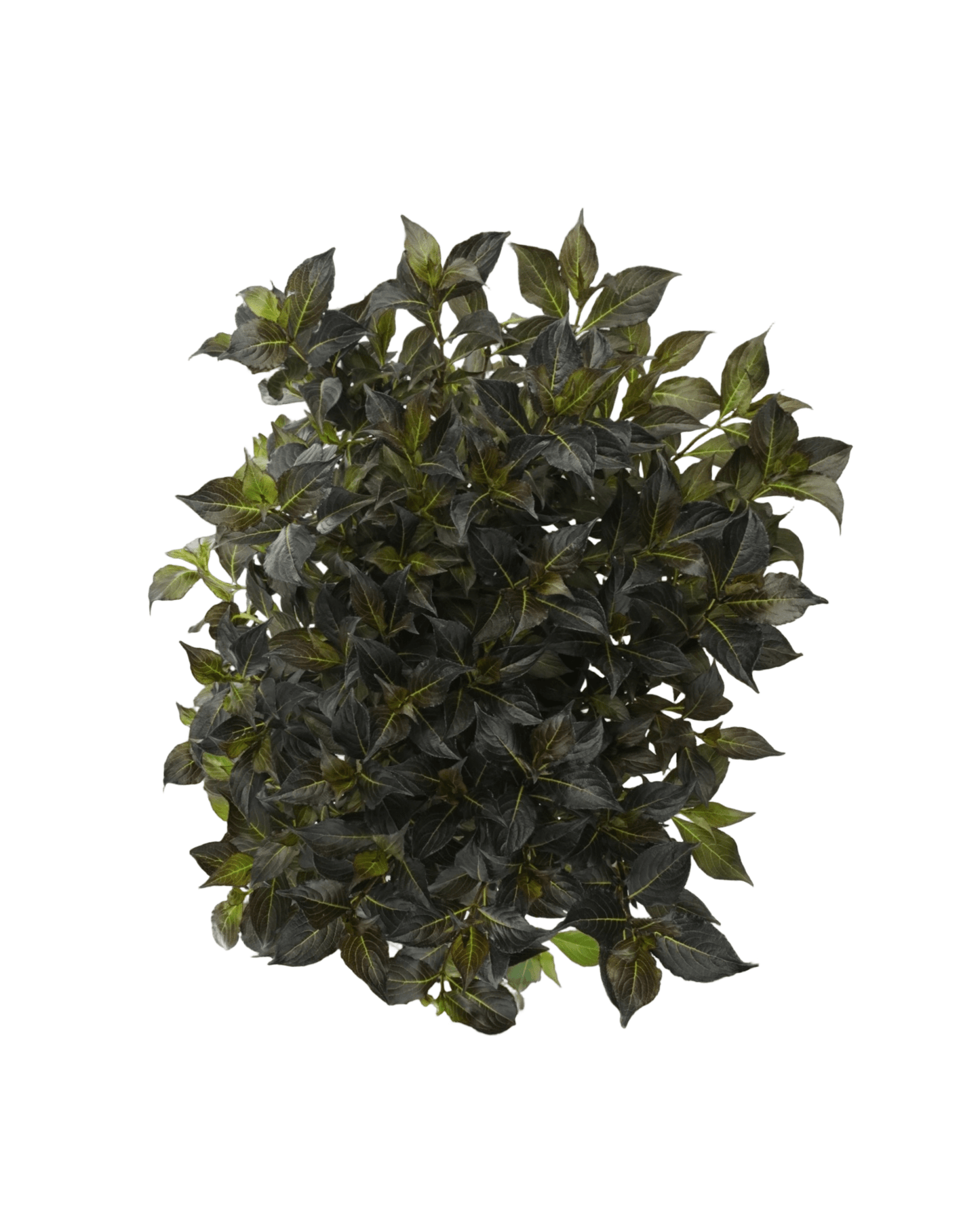Weigela florida 'Dark Horse' - The Garden Corner