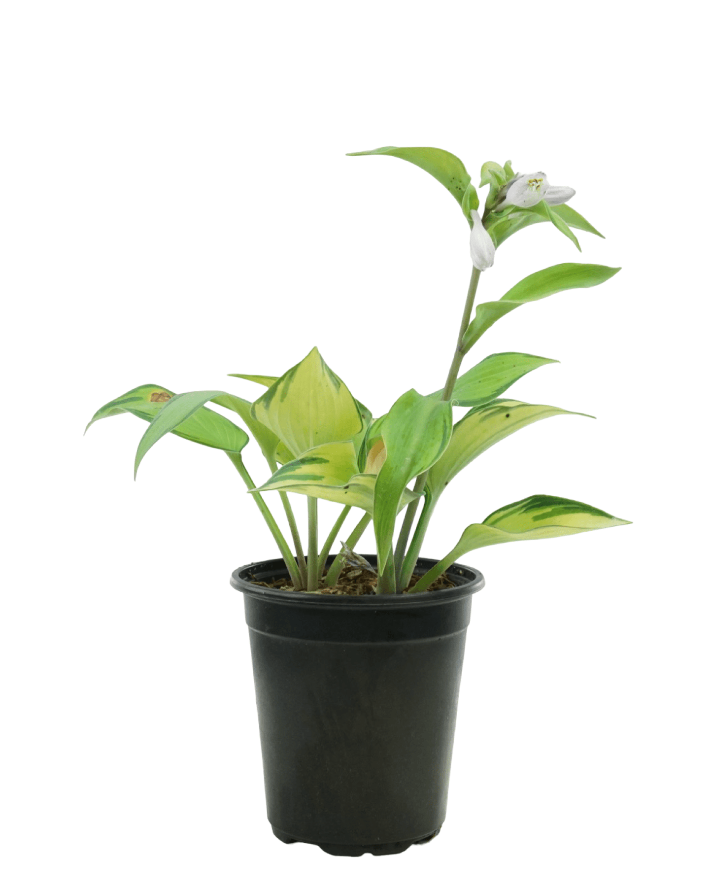 Hosta 'June' - The Garden Corner