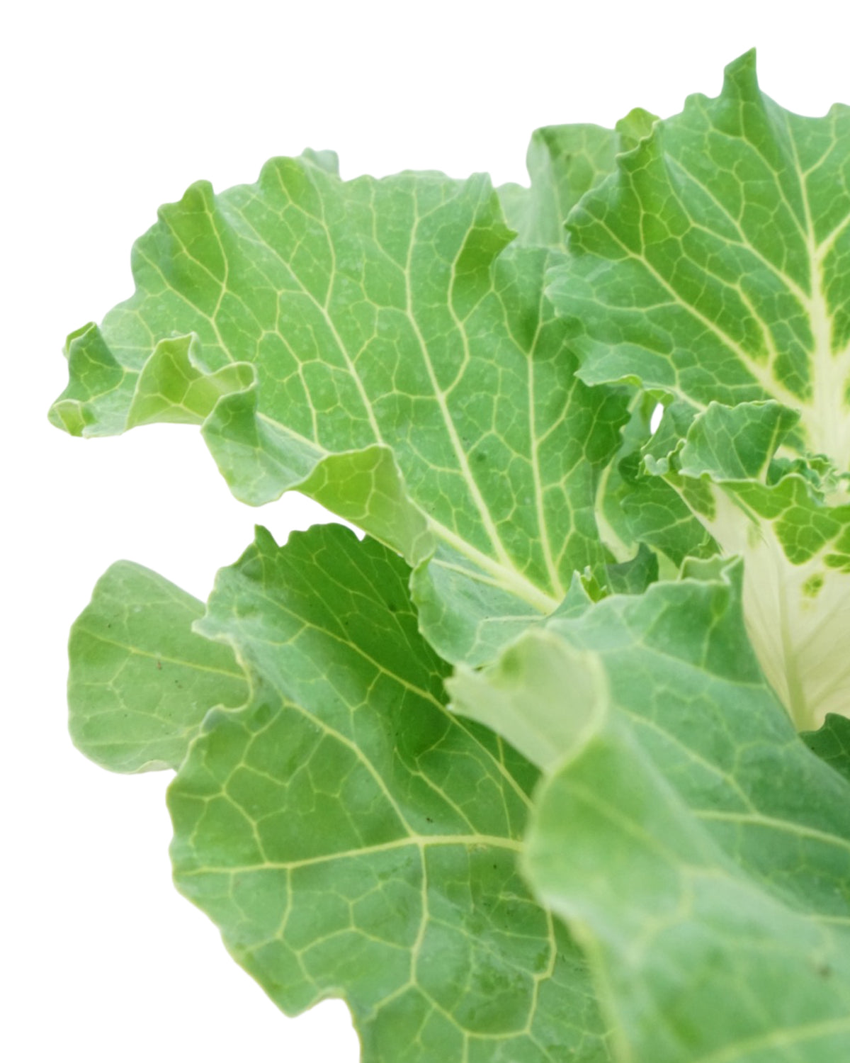 Cabbage 'Osaka IQ White' - Seasonal Plant