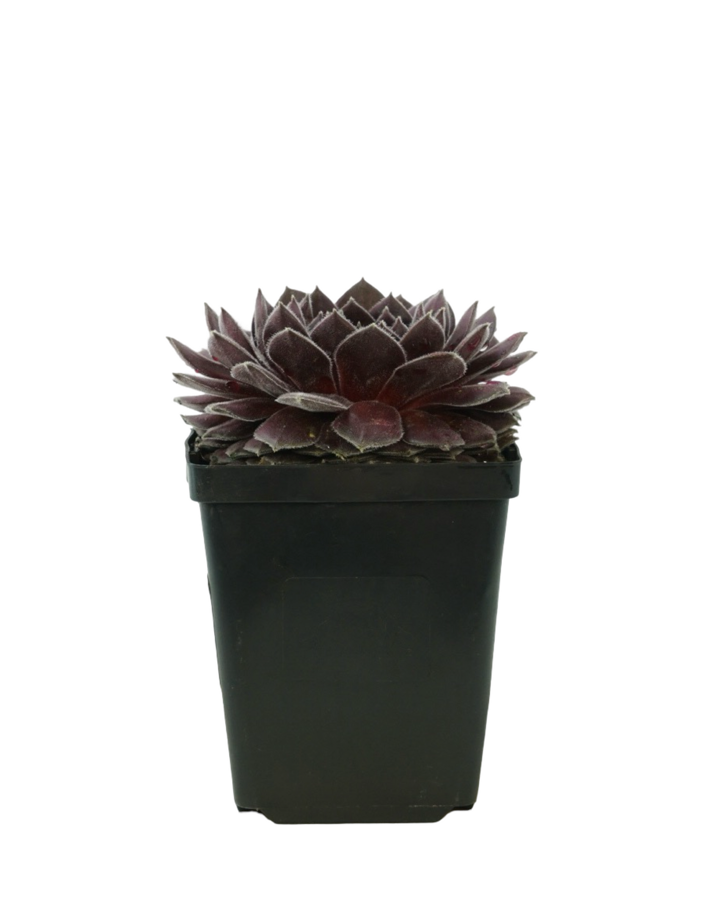 Sempervivum 'Pacific Spring Frost'