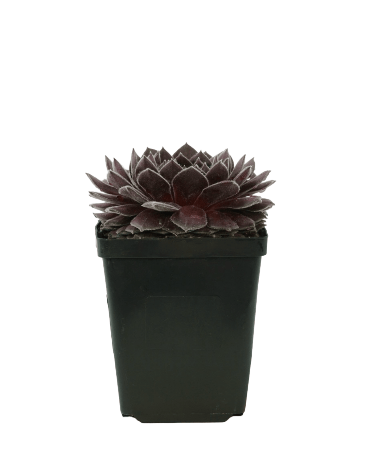 Sempervivum 'Pacific Spring Frost' - Groundcovers