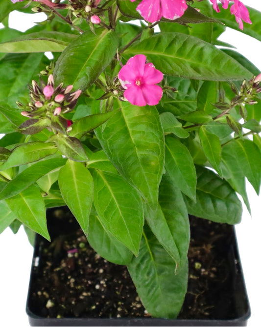 Phlox Sweet Summer™ Red - Perennials