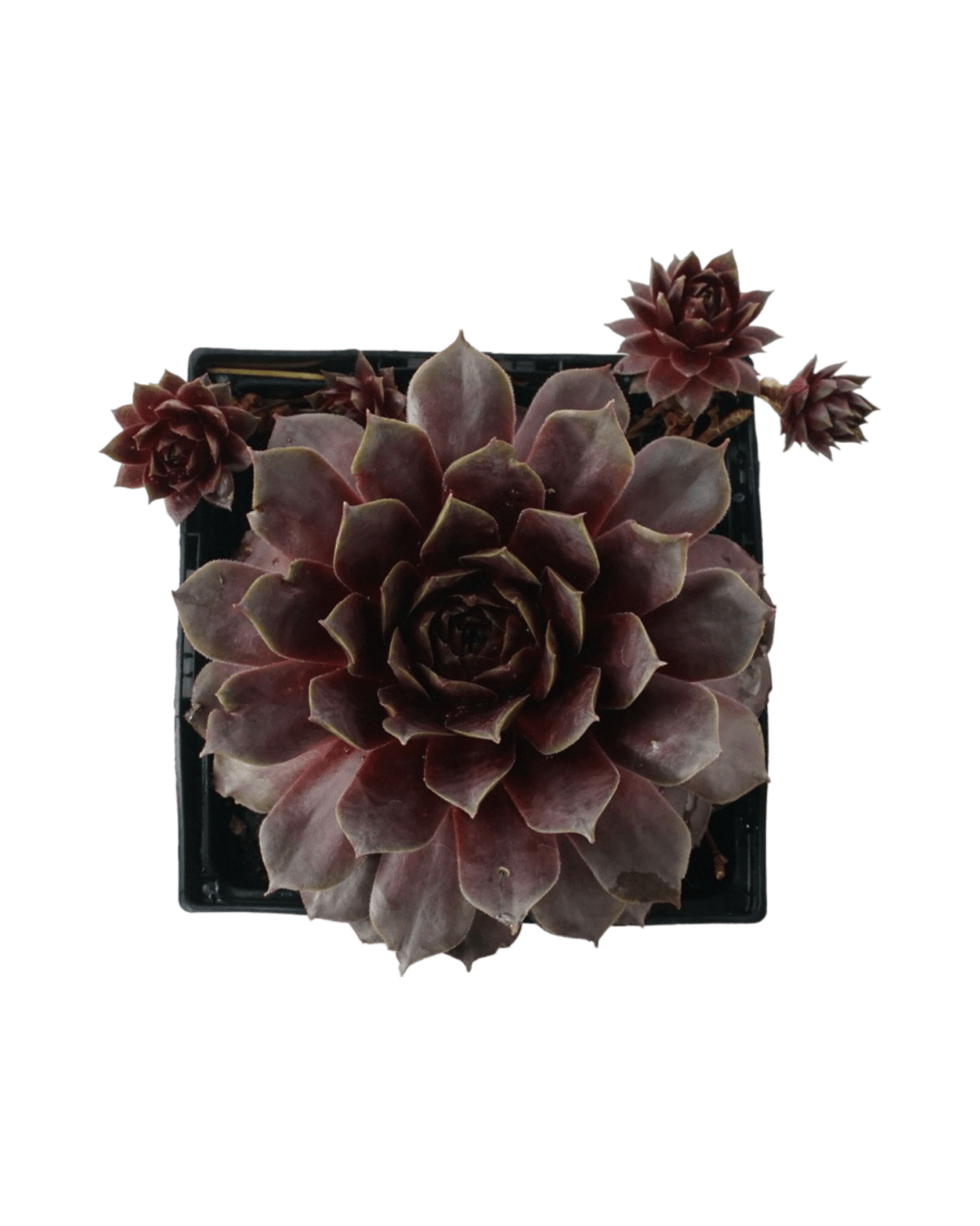 Sempervivum SUPERSEMPS® 'Ruby' - The Garden Corner