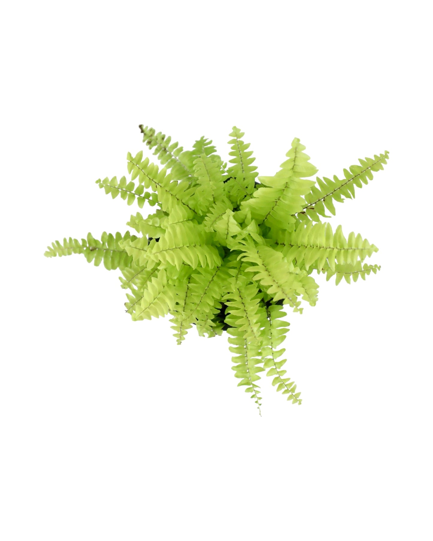 Nephrolepis exaltata 'Blue Bell' - House Plants