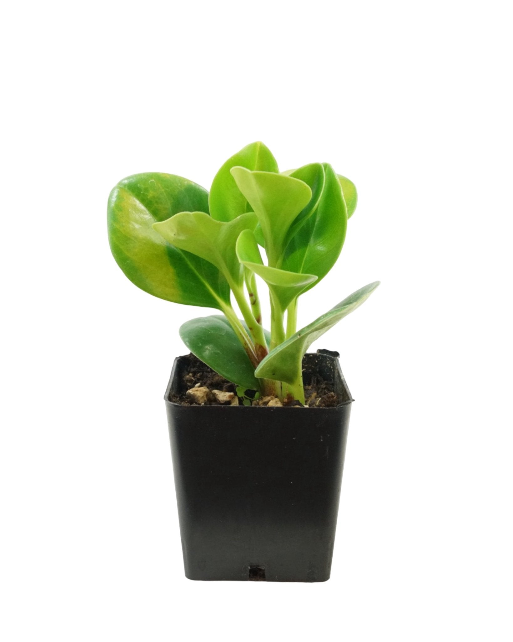 house plants peperomia Peperomia obtusifolia – The Garden Corner