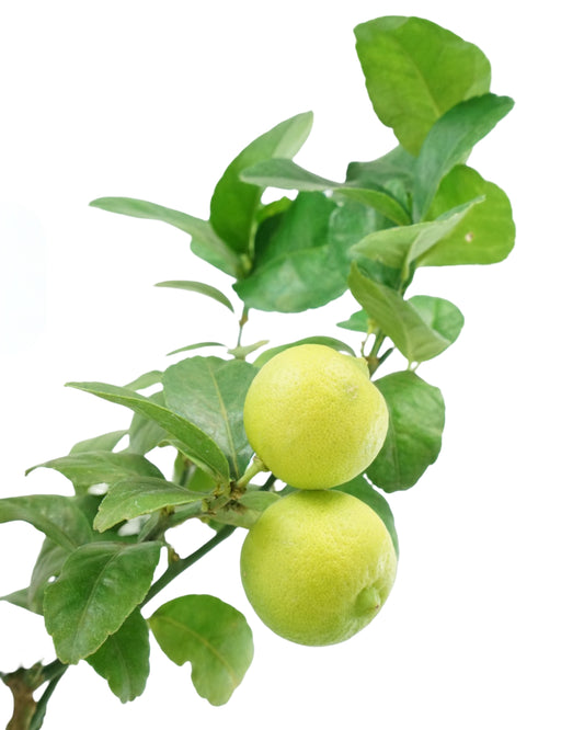 Citrus aurantifolia 'Bearss Lime'
