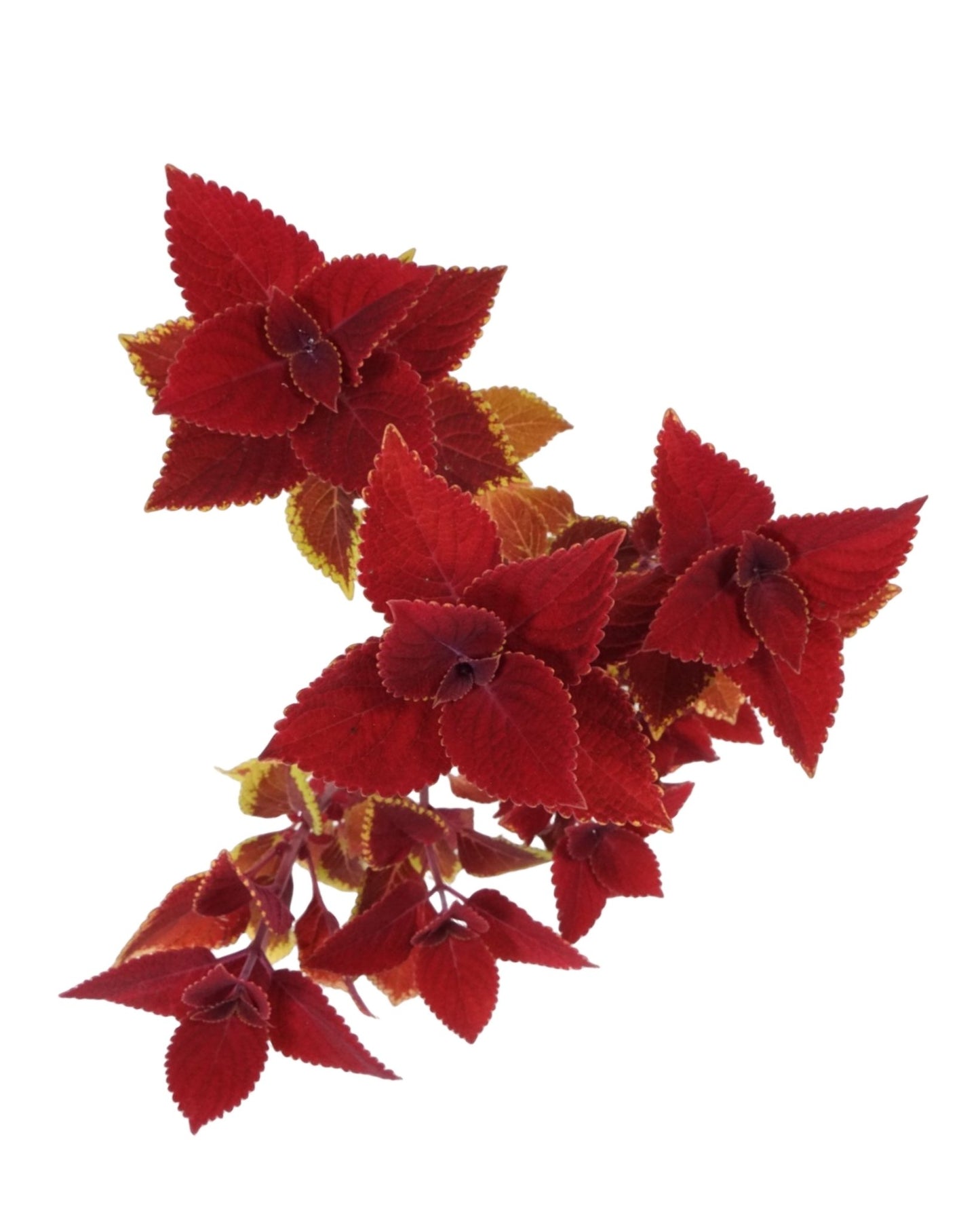 Coleus 'Ruby Slipper' - The Garden Corner