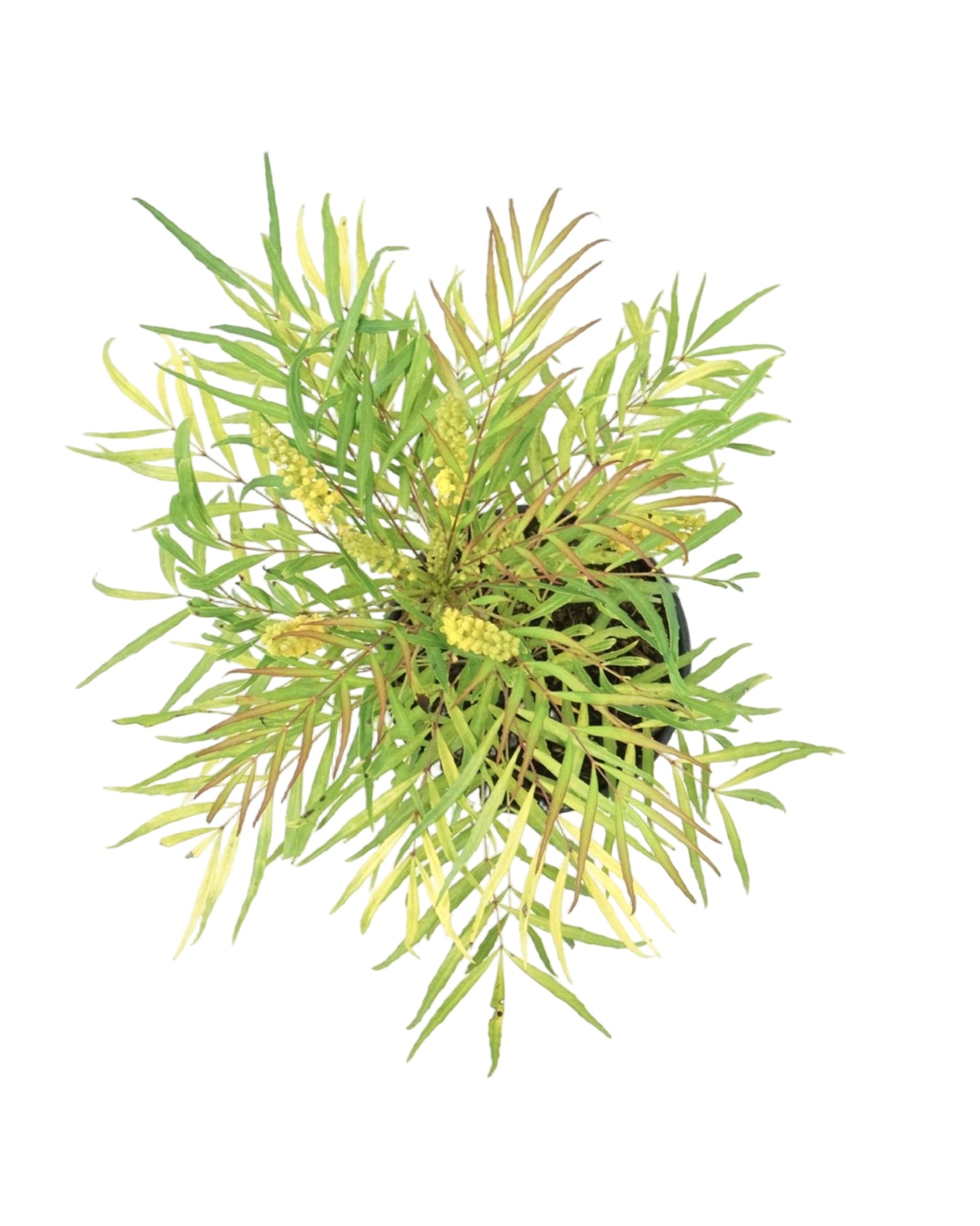 Mahonia eurybracteata 'Soft Caress'