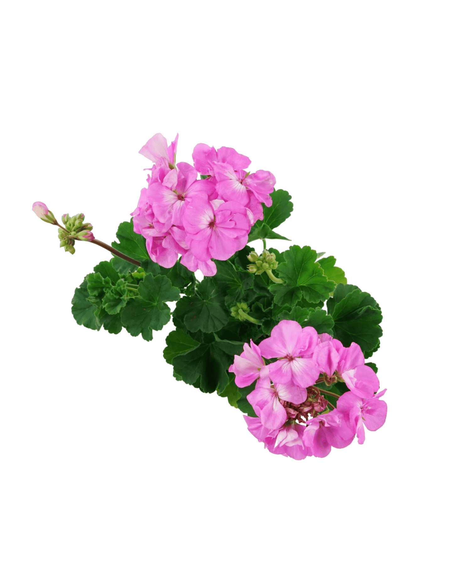 Geranium Zonal 'Tango Lavender' - The Garden Corner