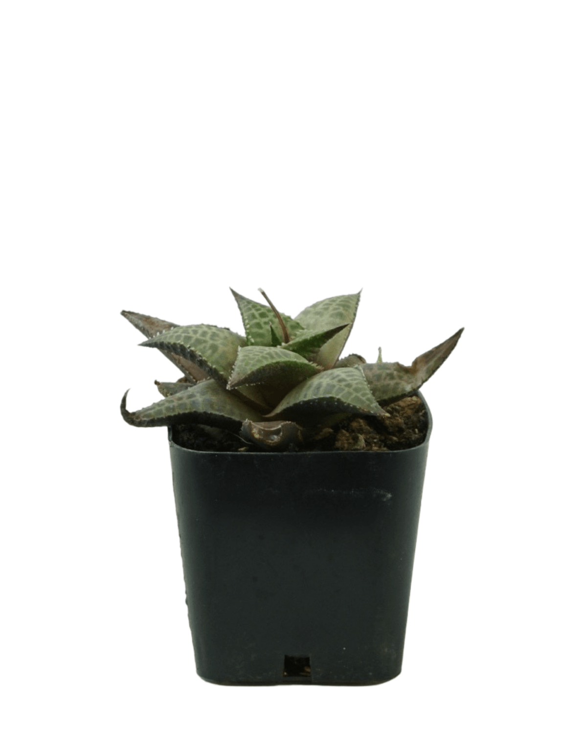 Haworthiopsis tessellata - House Plants