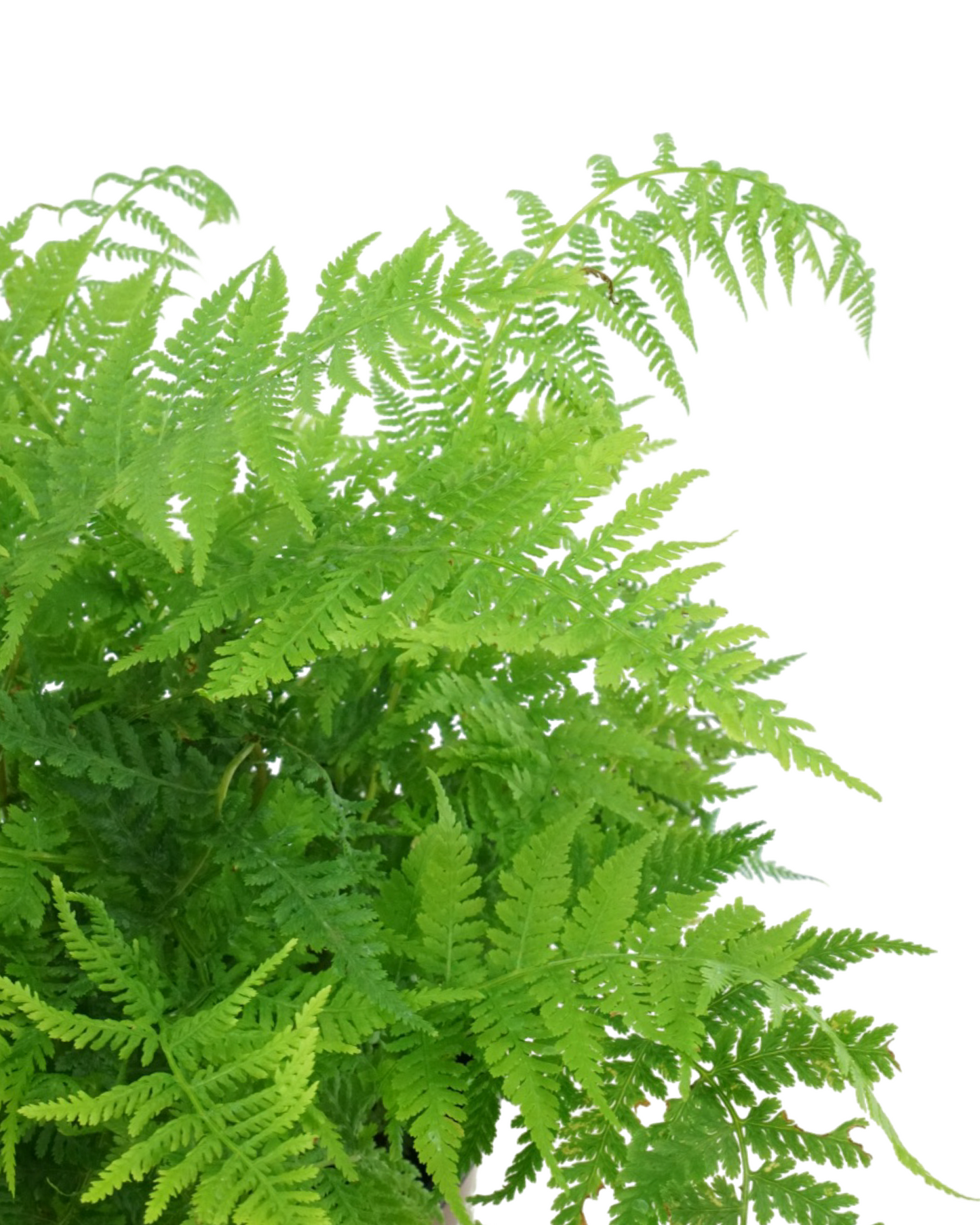 Athyrium filix-femina 'Lady in Red'