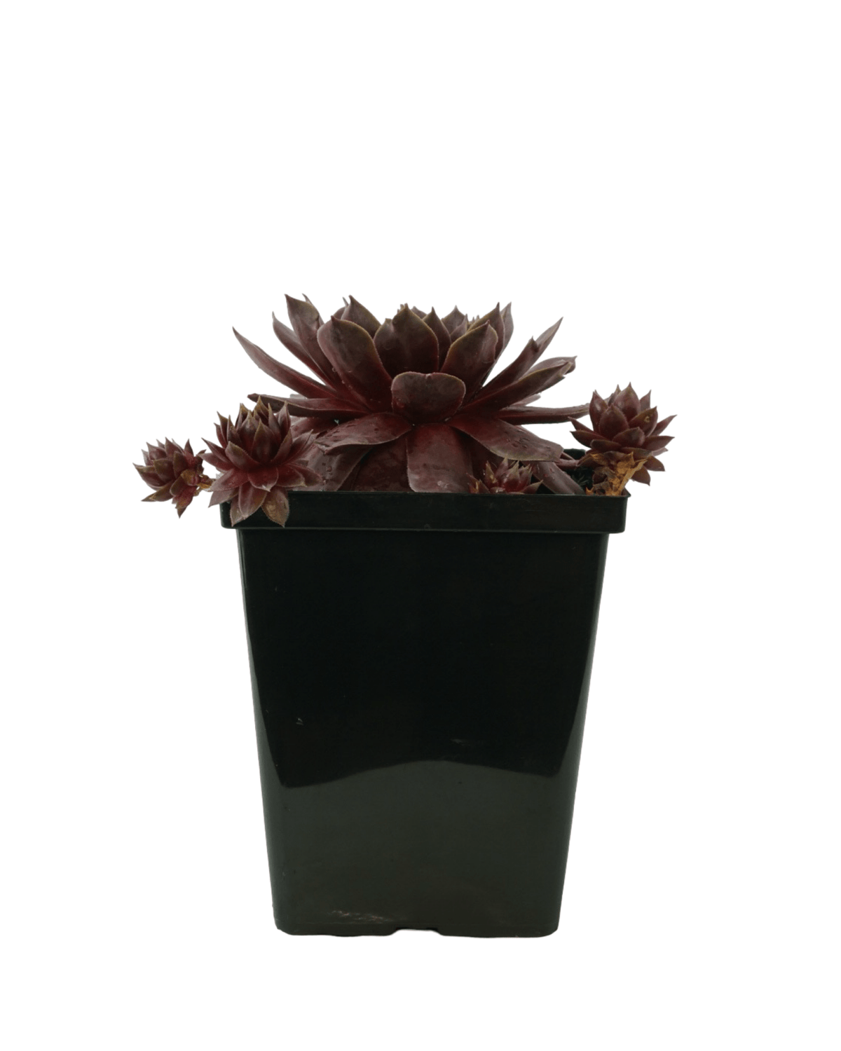 Sempervivum SUPERSEMPS® 'Ruby' - Groundcovers