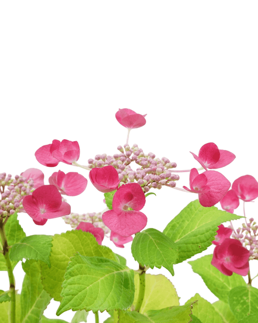 Hydrangea macrophylla 'Bloomables Cherry Explosion' - The Garden Corner