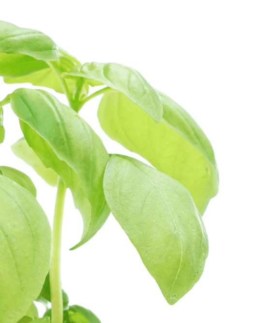 Basil Sweet Italian - The Garden Corner