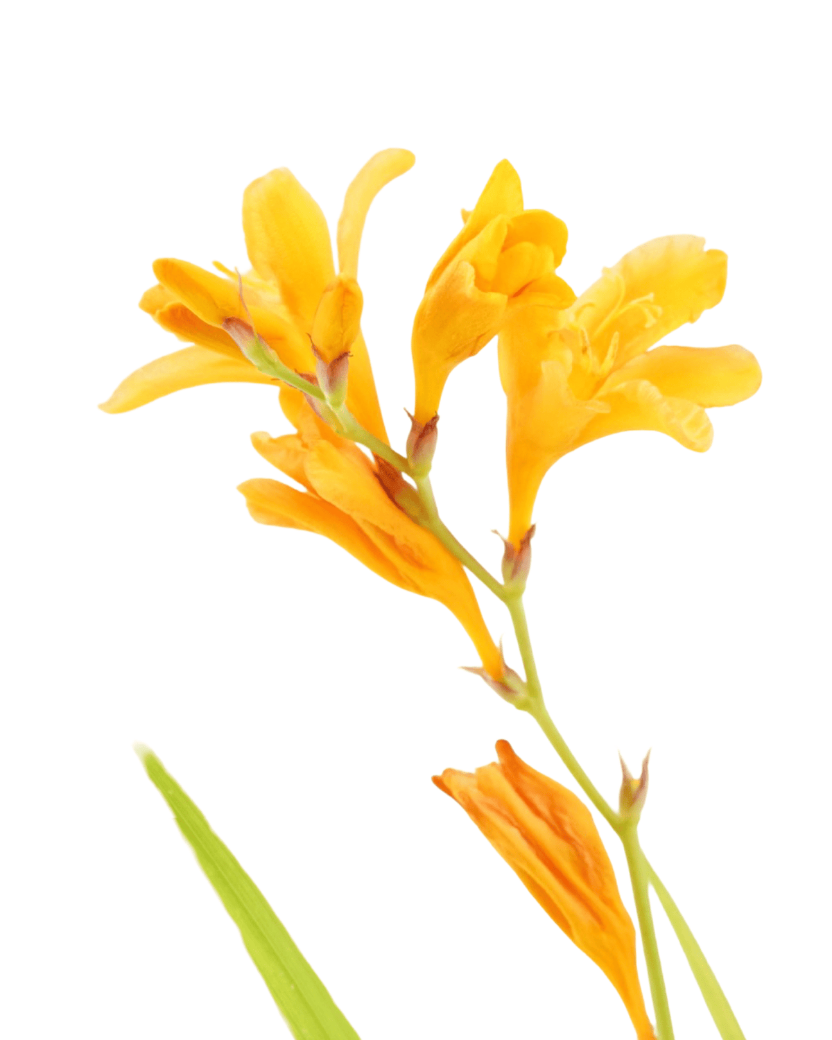 Crocosmia Nova® 'Gold Dragon' - Perennials