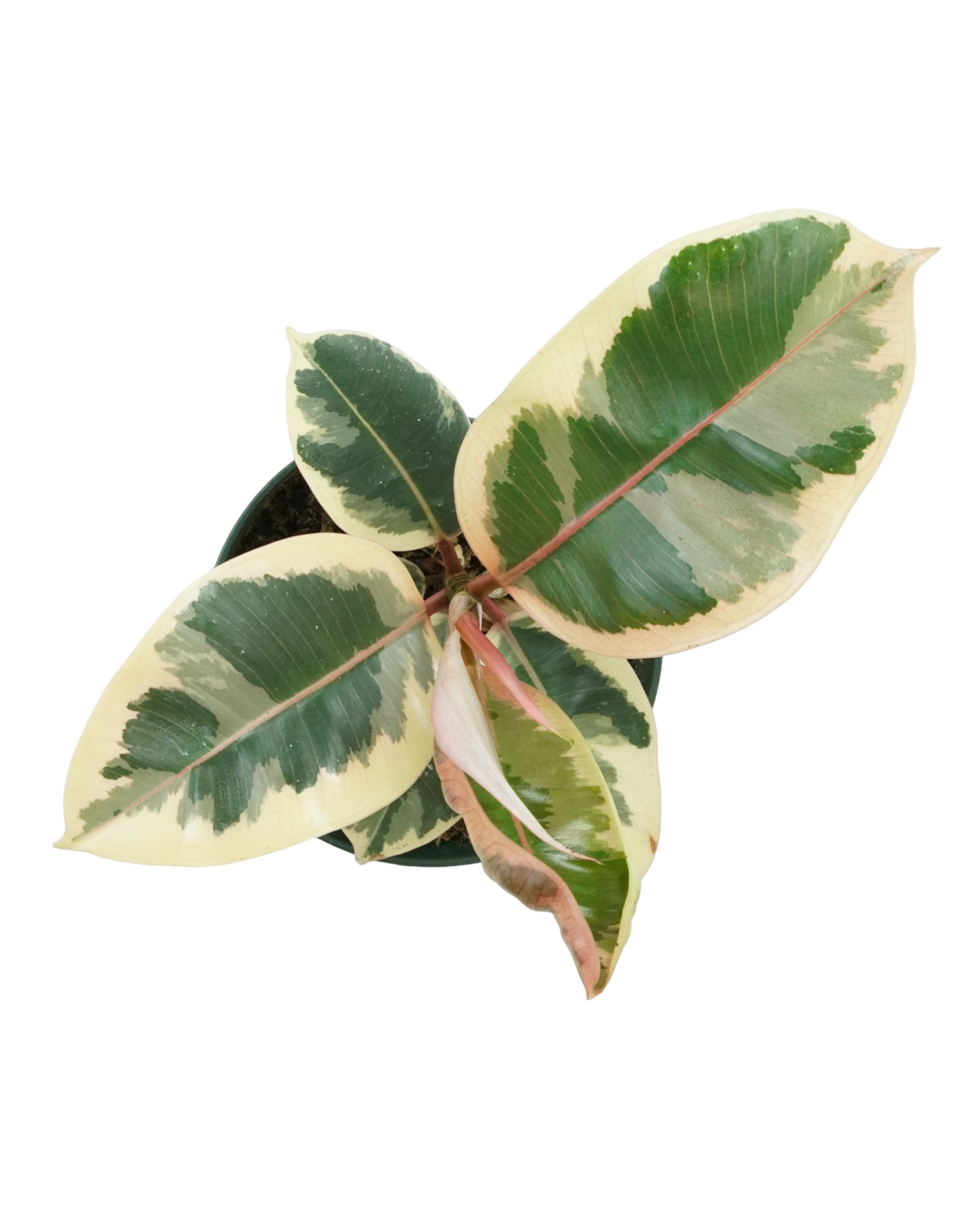 Ficus elastica 'Tineke'