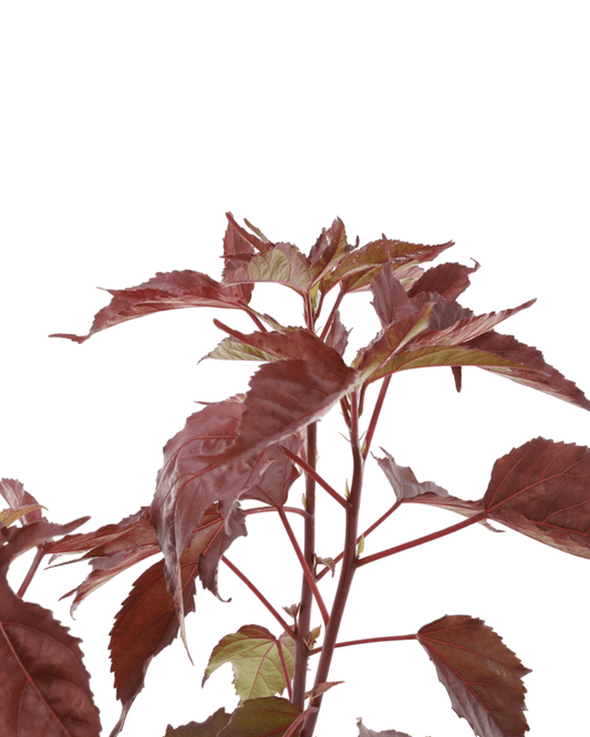 Hibiscus Carousel® 'Pink Passion' - The Garden Corner