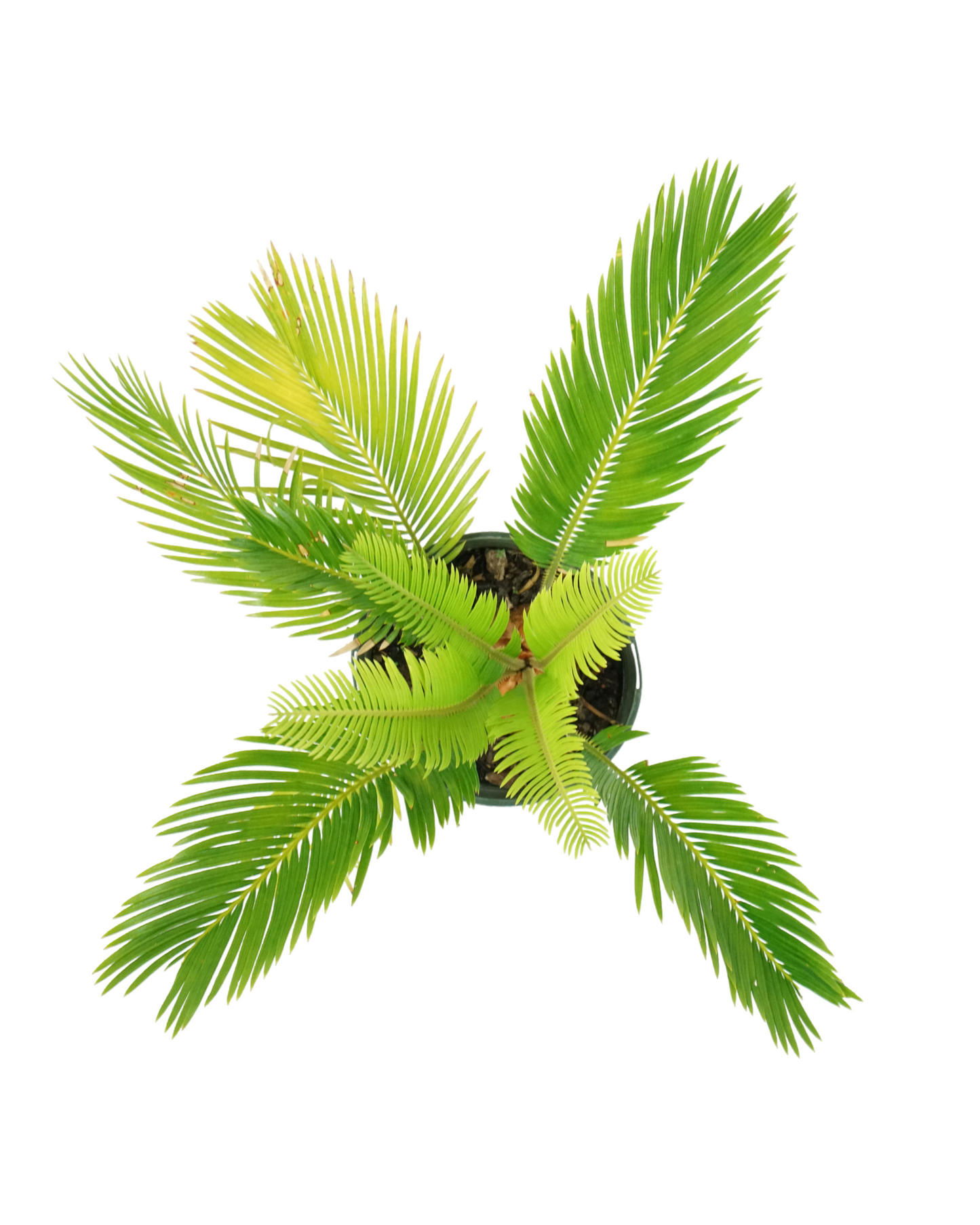 Cycas revoluta 1 Gallon