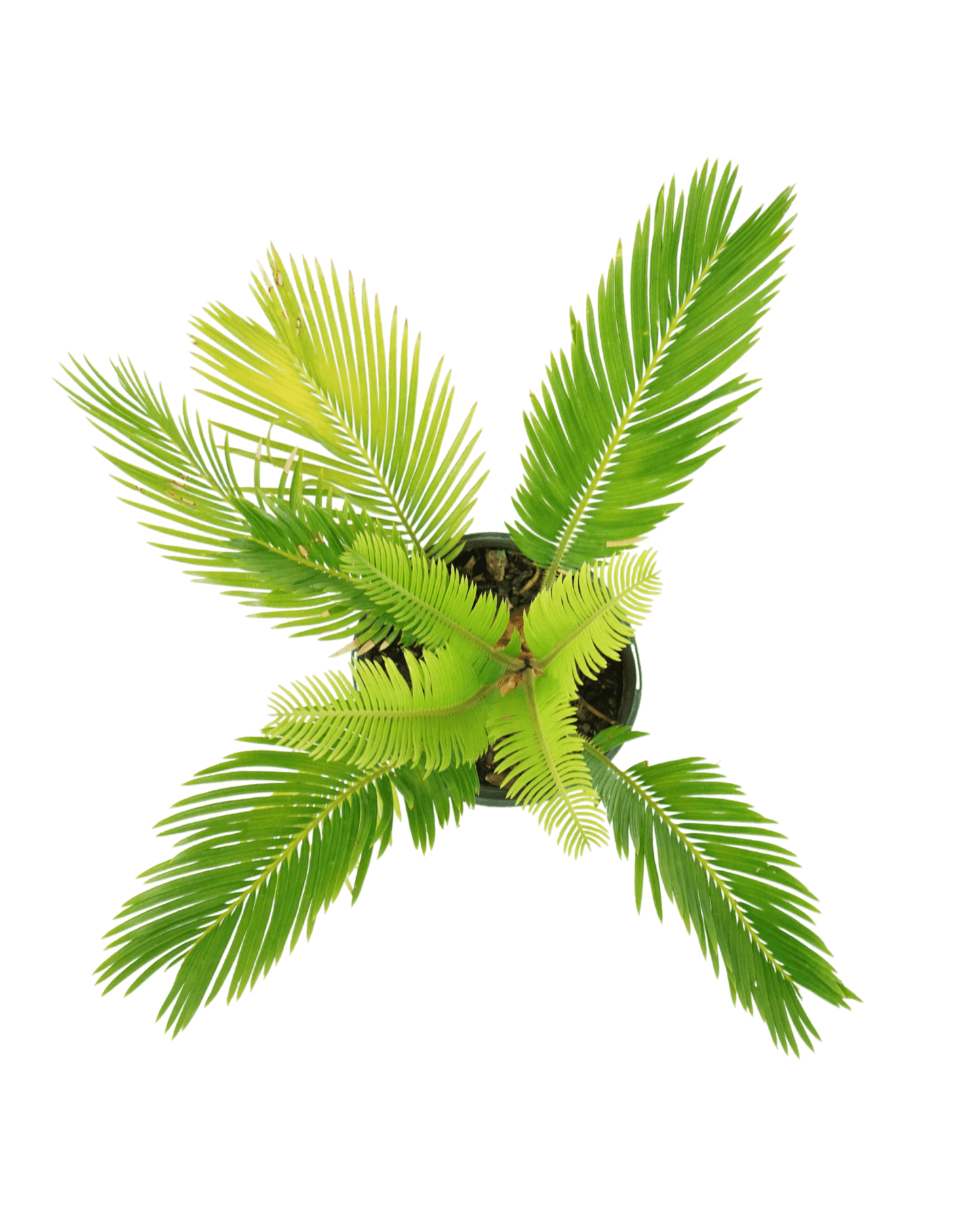 Cycas revoluta 1 Gallon - The Garden Corner