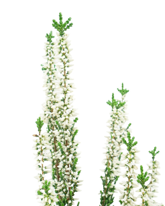 Calluna vulgaris 'Veluwe' - The Garden Corner