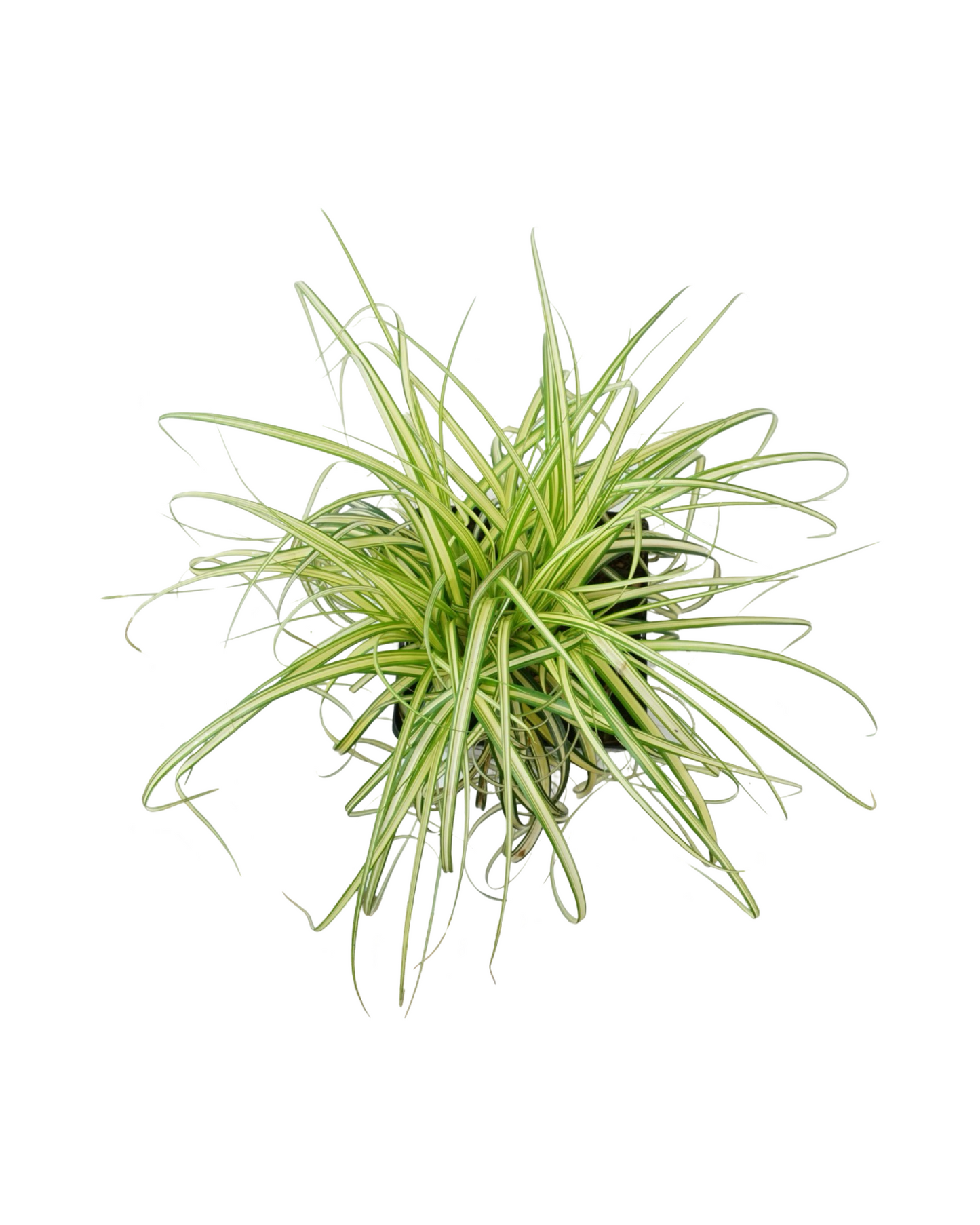 Carex 'Moon Falls'