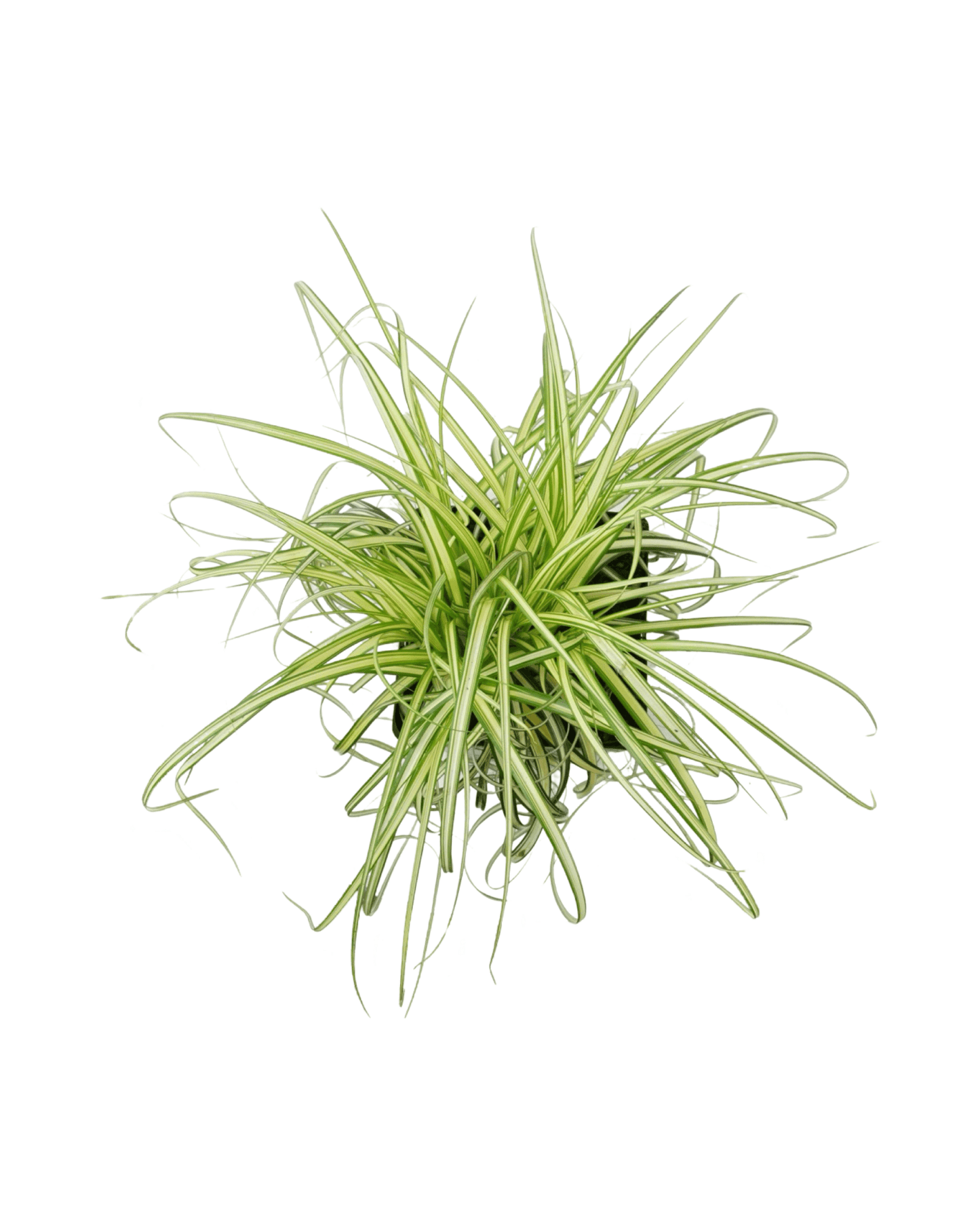 Carex 'Moon Falls' - The Garden Corner