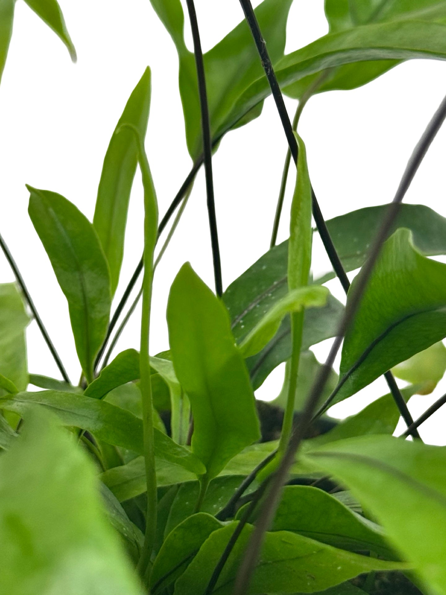 Microsorum diversifolium - House Plants