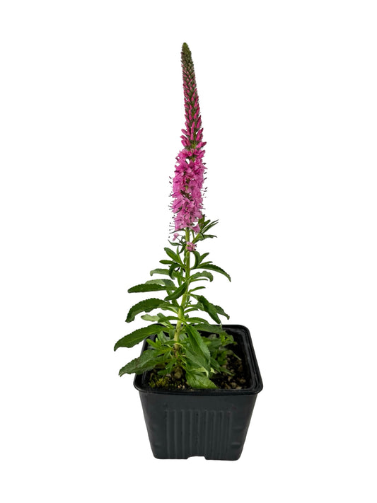 Veronica spicata 'Giles Van Hees' - Perennials