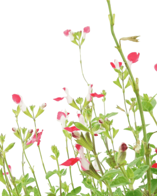 Salvia 'Little Kiss' - The Garden Corner