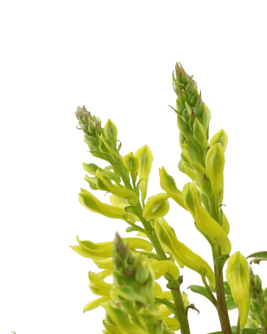 Corydalis 'Canary Feathers' - The Garden Corner