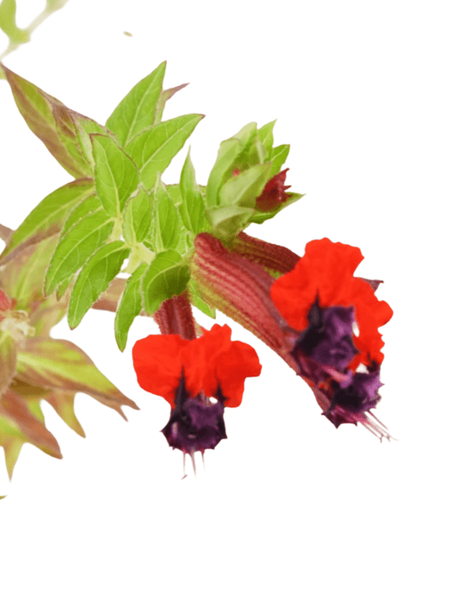 Cuphea 'Firecracker' - The Garden Corner