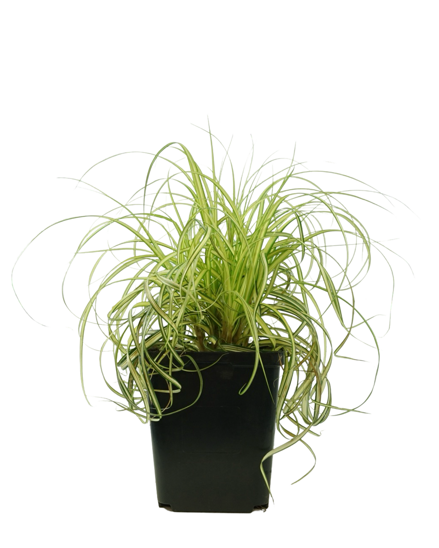 Carex 'Moon Falls'