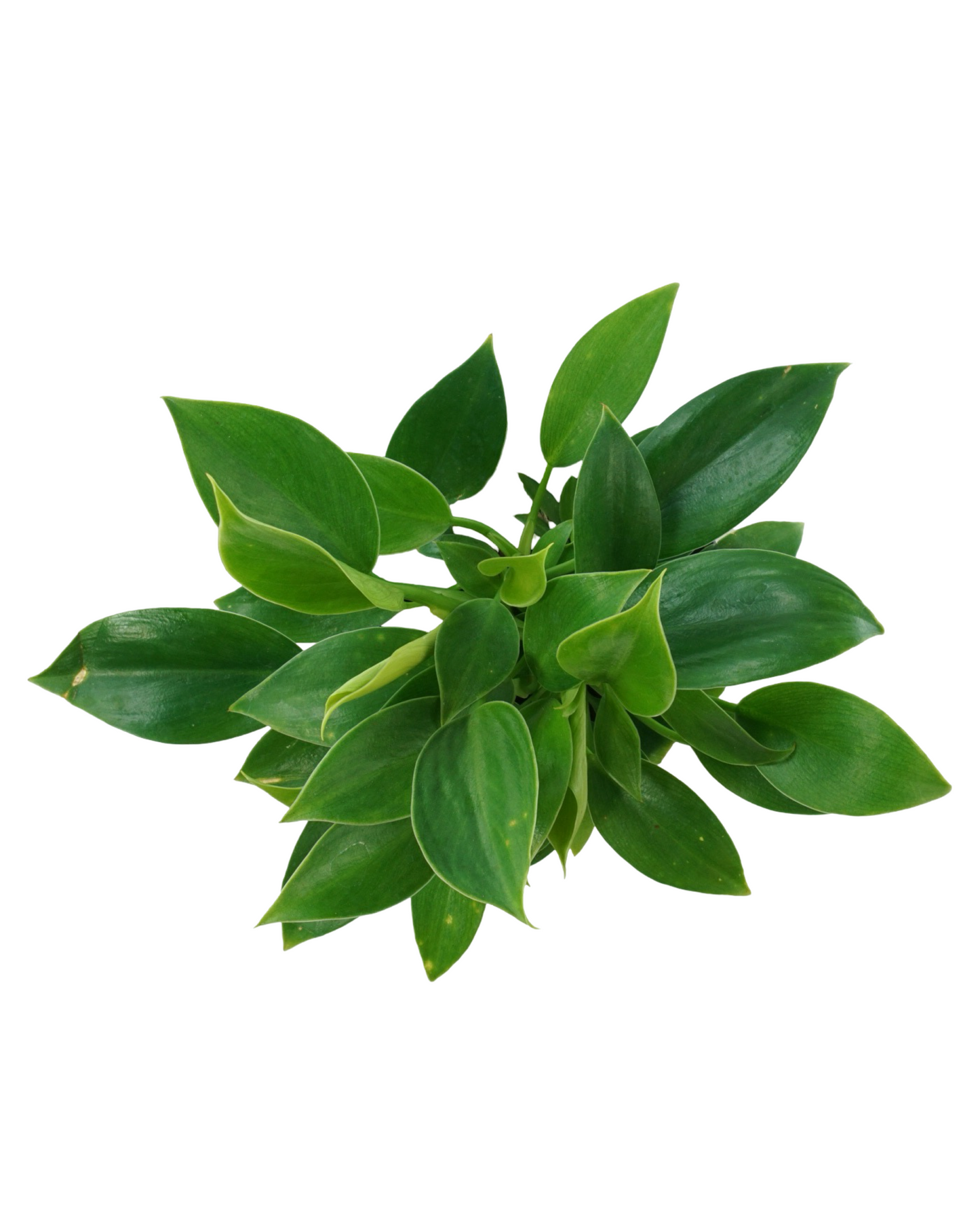 Philodendron selloum (Green Princess) - House Plants