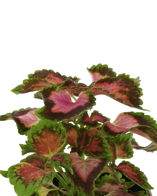 Coleus 'Fifth Avenue' - The Garden Corner