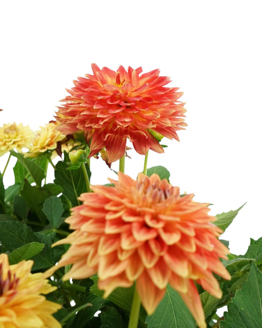 Dahlia LaBella® 'Maggiore Fun Flame' - The Garden Corner