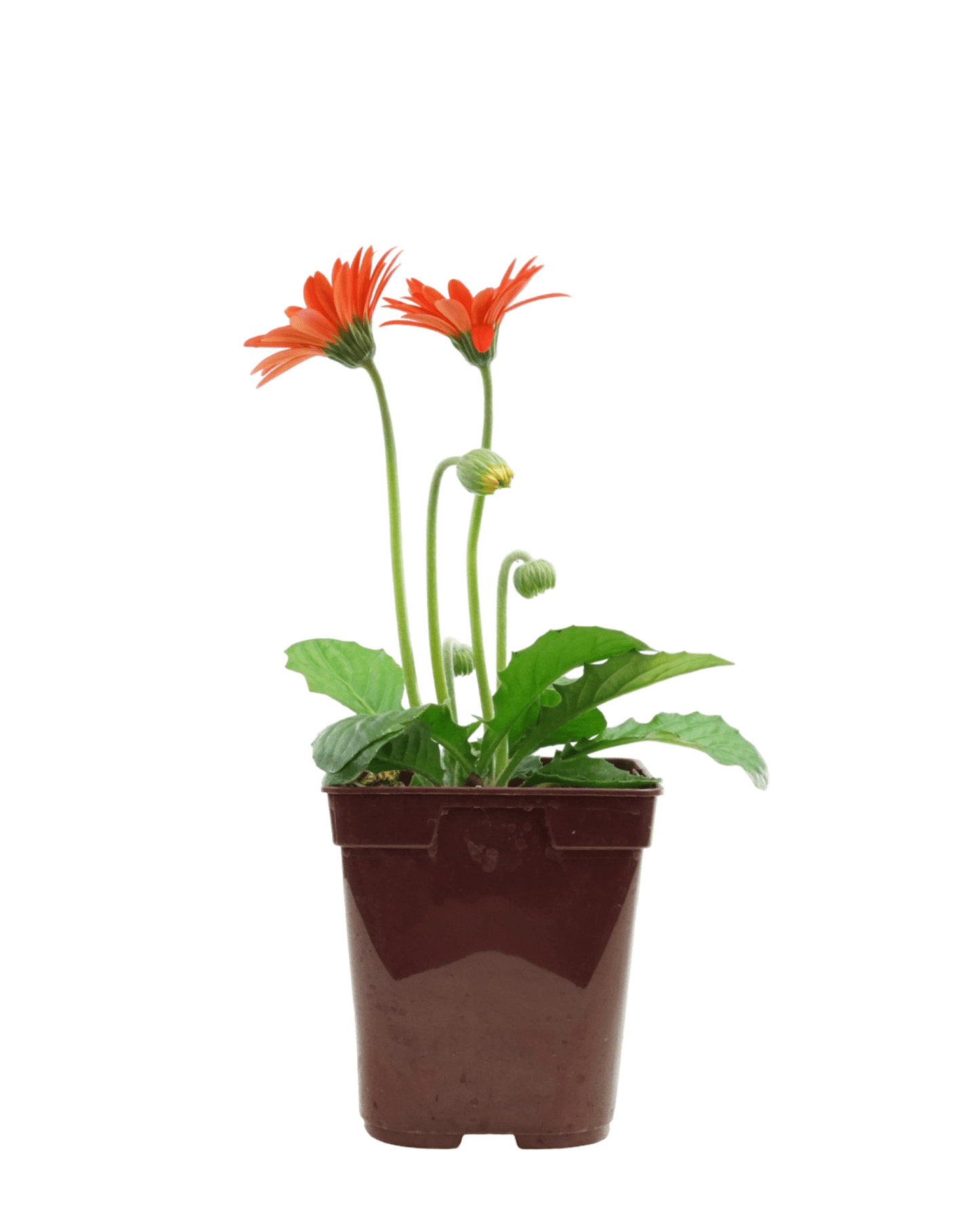 Gerbera garvinea 'Sweet Glow' - The Garden Corner