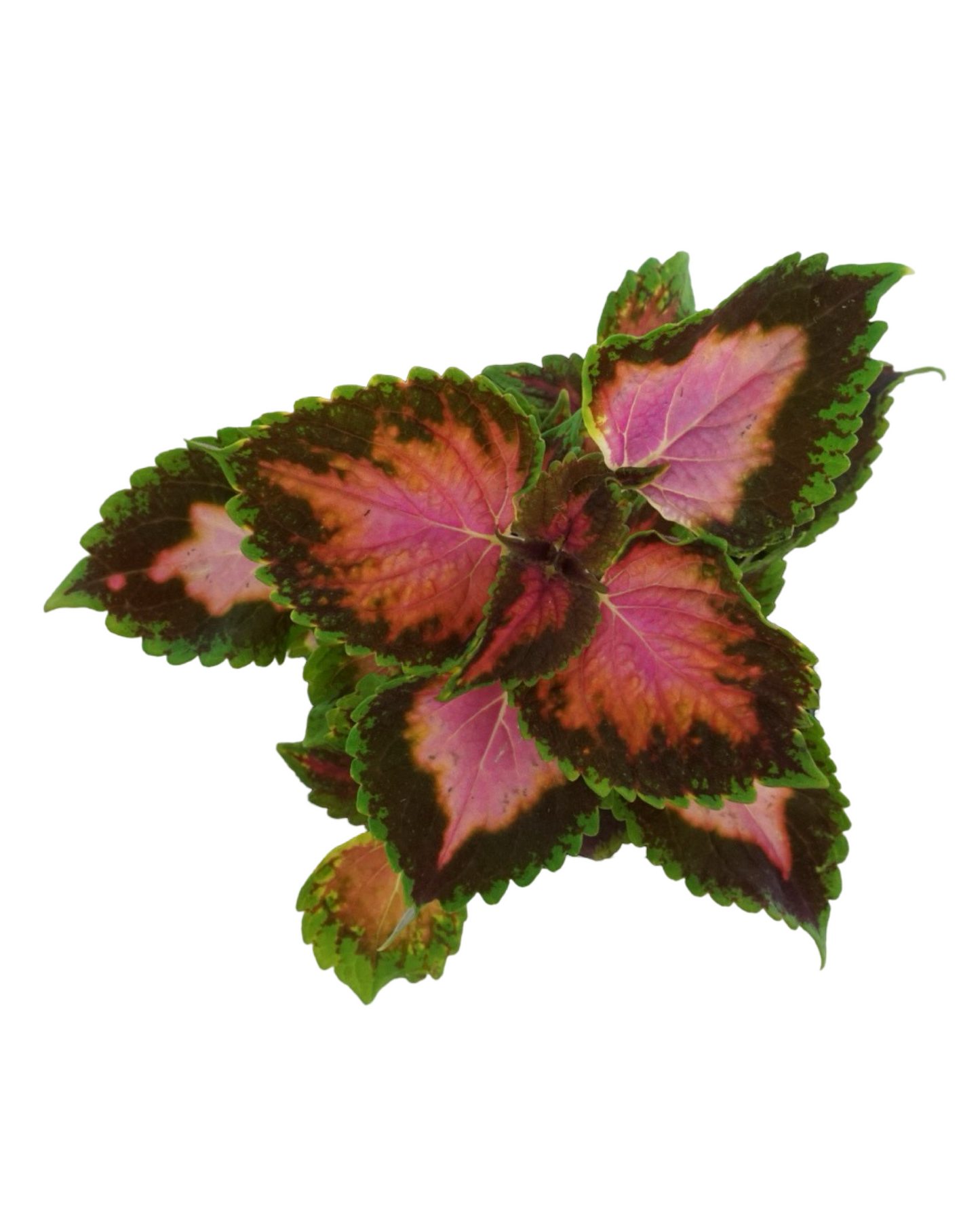 Coleus 'Fifth Avenue'