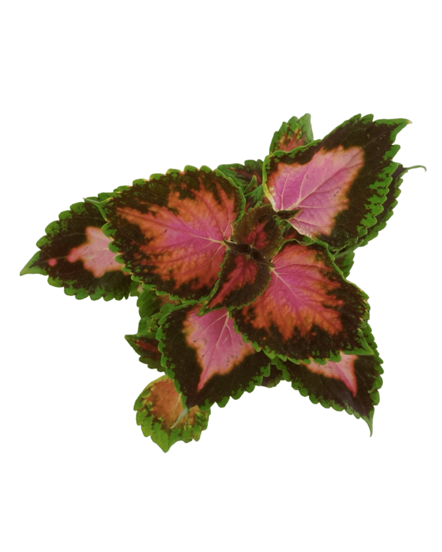 Coleus 'Fifth Avenue' - The Garden Corner