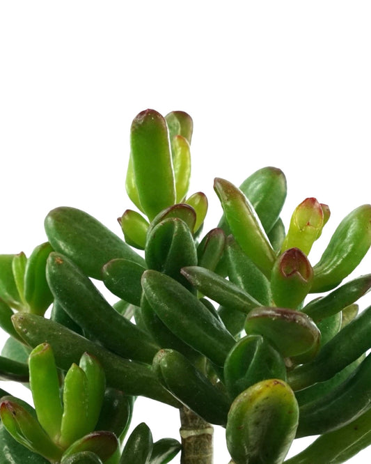Crassula ovata - The Garden Corner